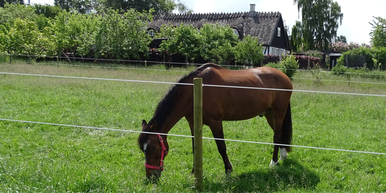 Hest ved Podas Hippolux hegn